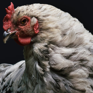 The Birds Of Programming