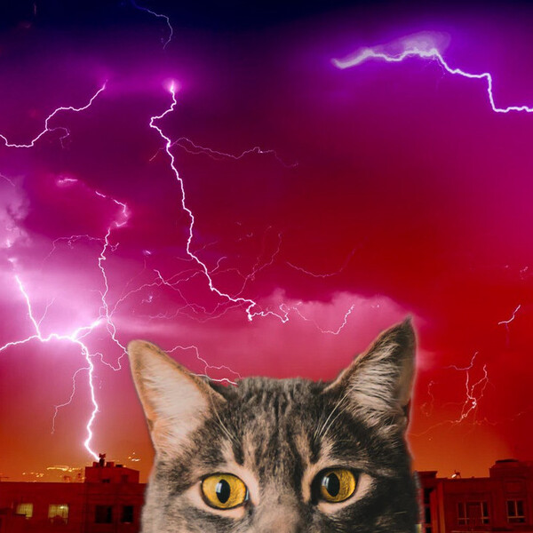 Apocalypse Meow