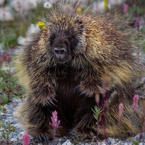 The Woodland Creatures Of America