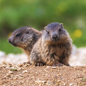 Why Snow: Summer Will Be Delayed Until The Groundhog Gets Paid