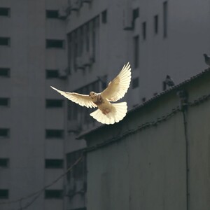 The World United in Peace Under The Symbol Of The White Dove