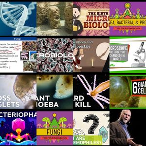 The Microbiologist