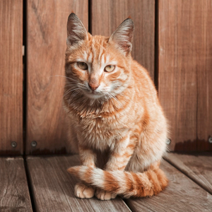 A Handsome Tail; Or, Evolution Made A Terrible Mistake And Everything Is At Stake