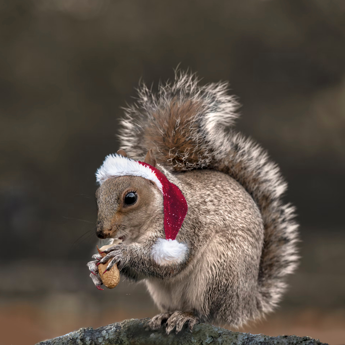 Merry Squirrels