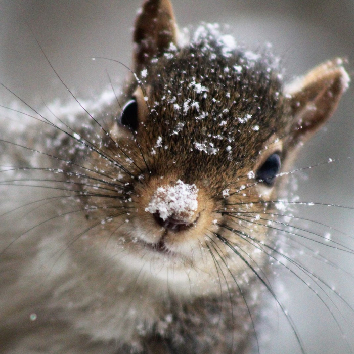 Squirrels Are Free And The First Snow-day Is Key!