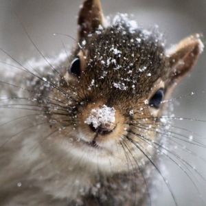 Squirrels Are Free And The First Snow-day Is Key!