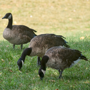 Five True Facts About Geese; Or, When You See Michigan Geese You Might Want To Call The Police