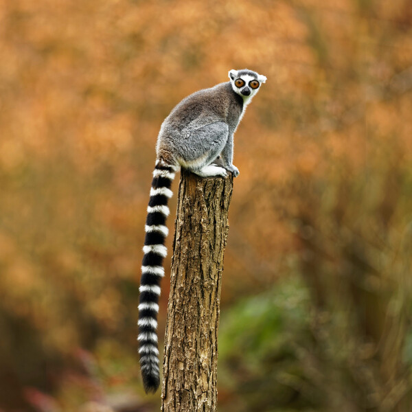 Latest Medical Research Breakthrough Reveals That People Become Fancier When They Wear A Tail